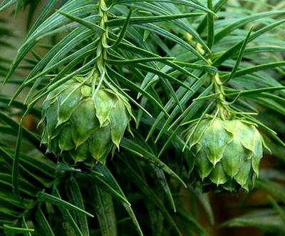 CUNNINGHAMIA LANCEOLATA